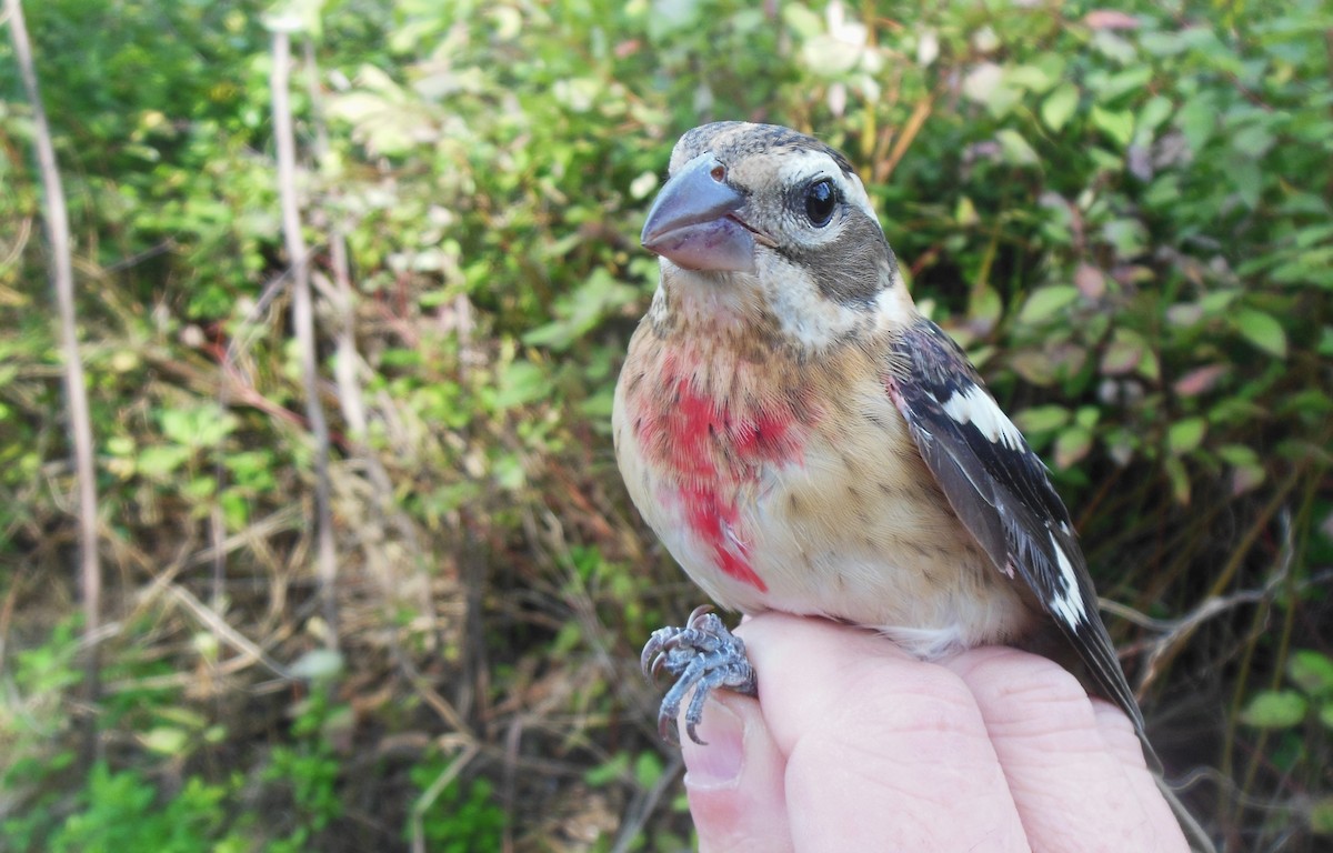 Rose-breasted Grosbeak - ML623857883