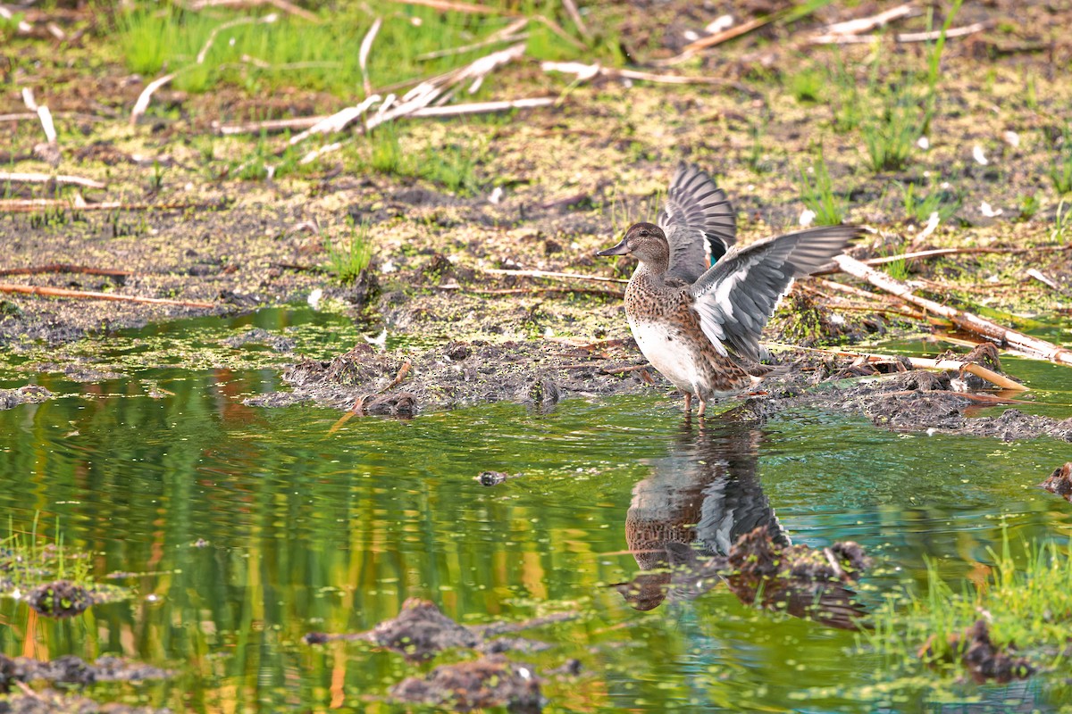 Green-winged Teal - ML623857917