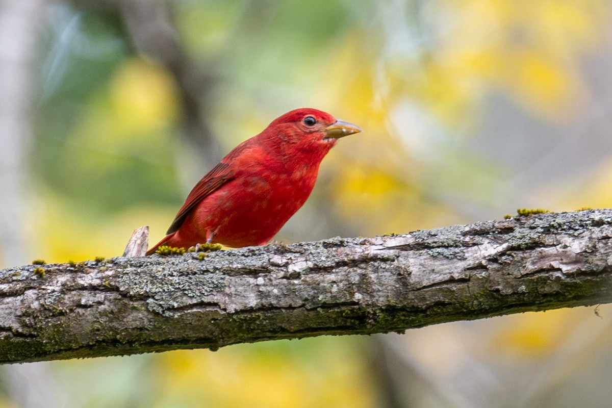 Summer Tanager - ML623857918