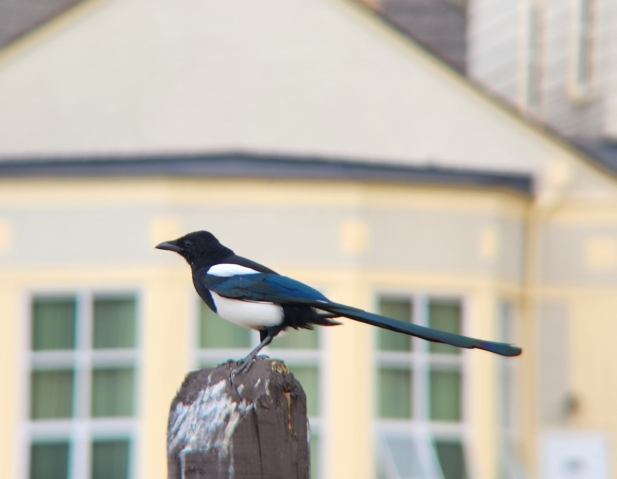 Black-billed Magpie - ML623857920