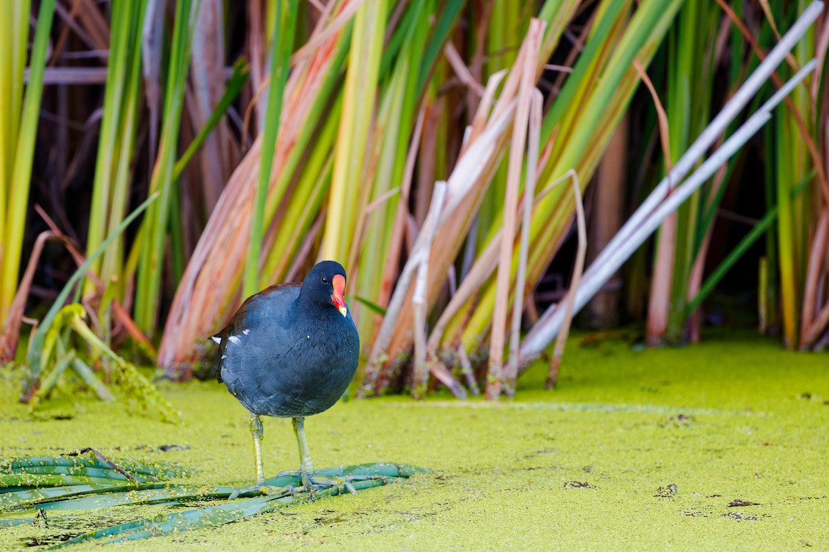 Common Gallinule - ML623857924