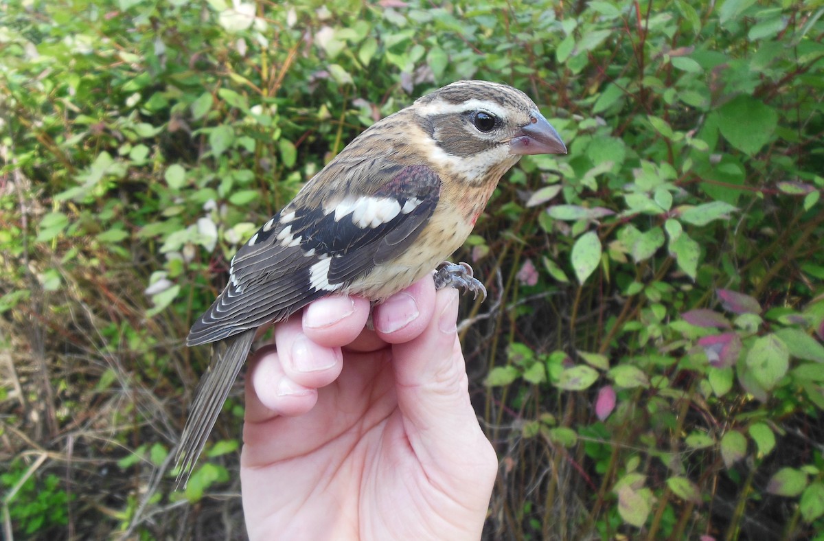 Rose-breasted Grosbeak - ML623857925