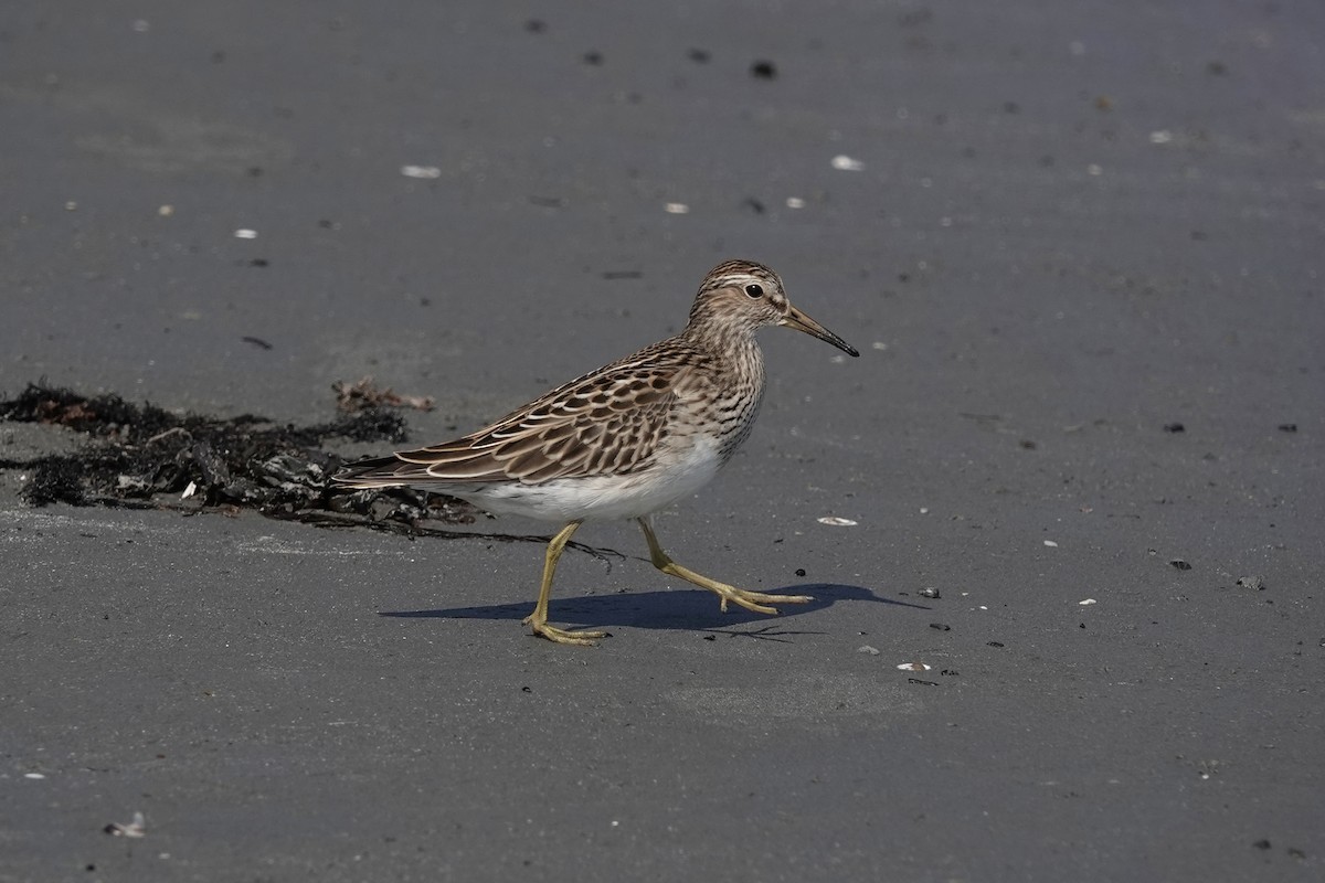 Graubrust-Strandläufer - ML623857956