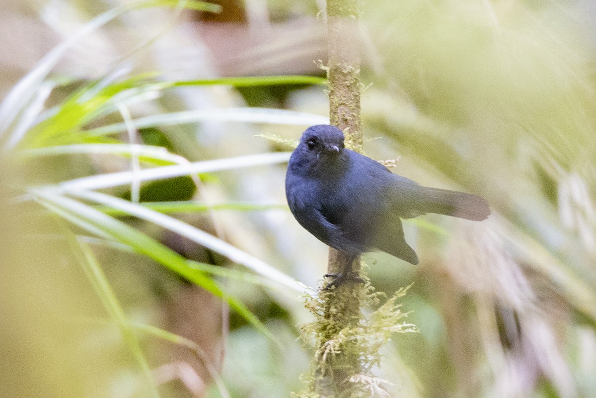 Blue-gray Robin - Charlie Bostwick