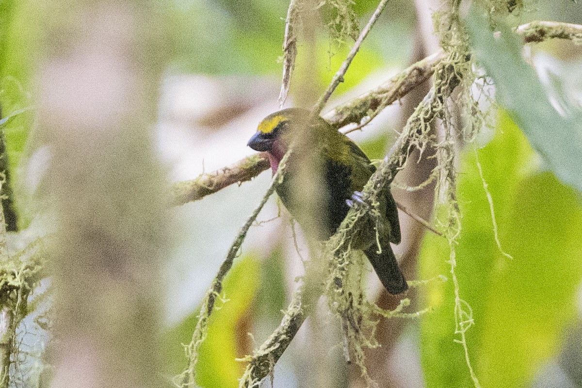 Wattled Ploughbill - ML623858001