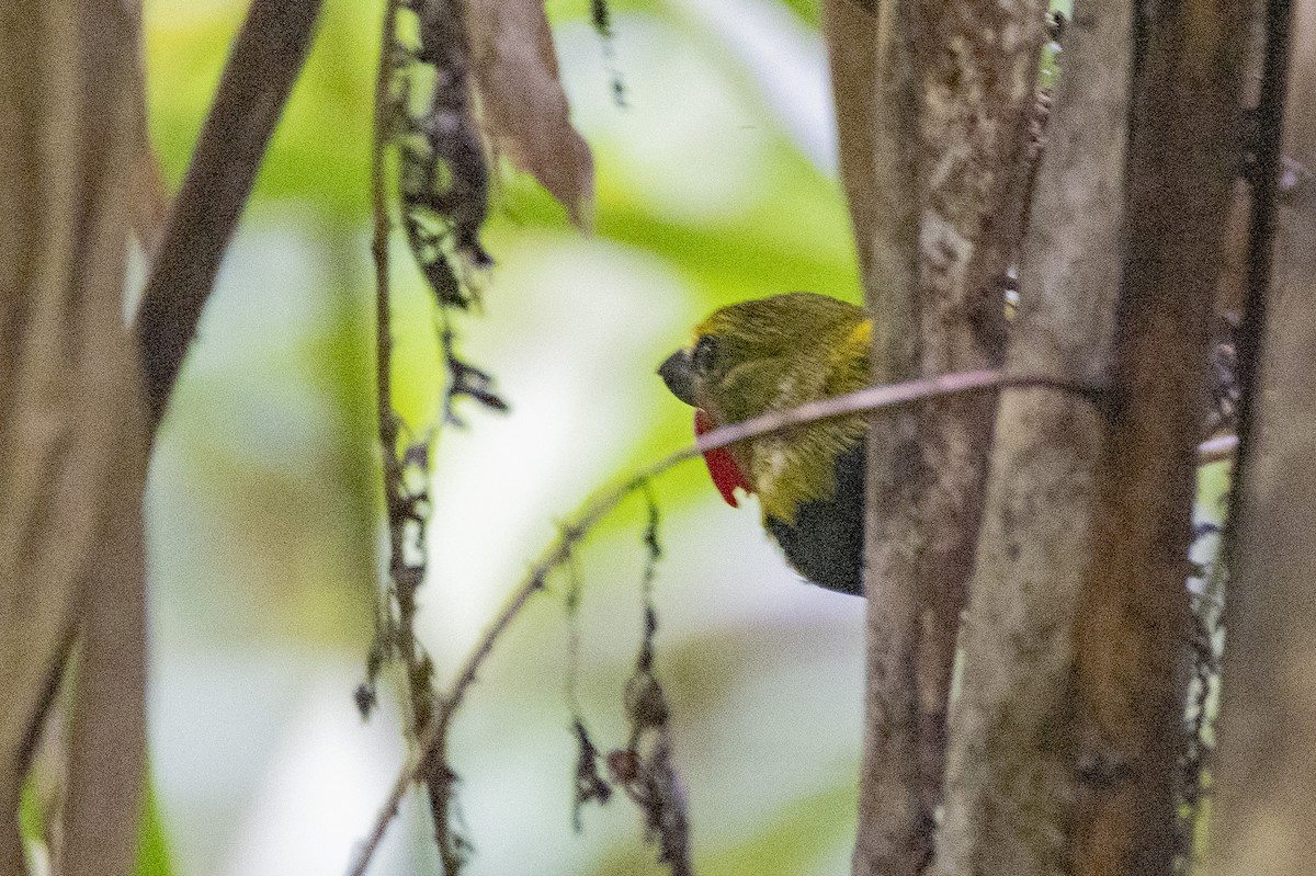 Wattled Ploughbill - ML623858002