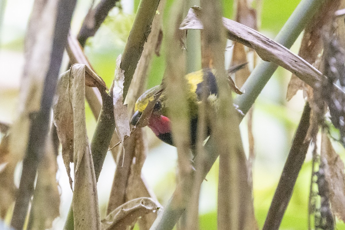 Wattled Ploughbill - ML623858003