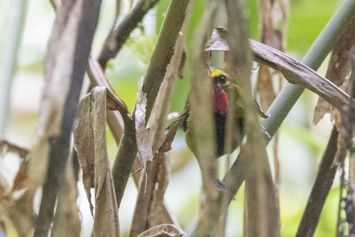 Wattled Ploughbill - ML623858004