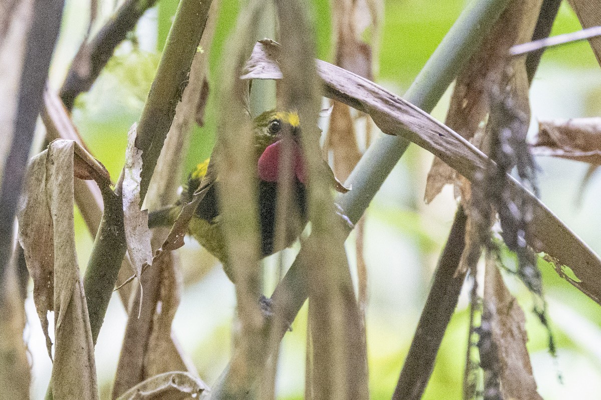 Wattled Ploughbill - ML623858005