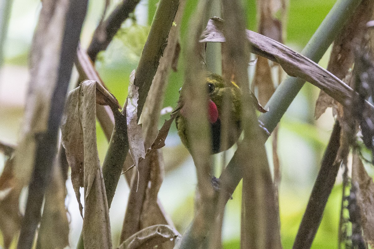 Wattled Ploughbill - ML623858007