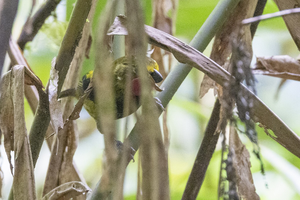Wattled Ploughbill - ML623858009