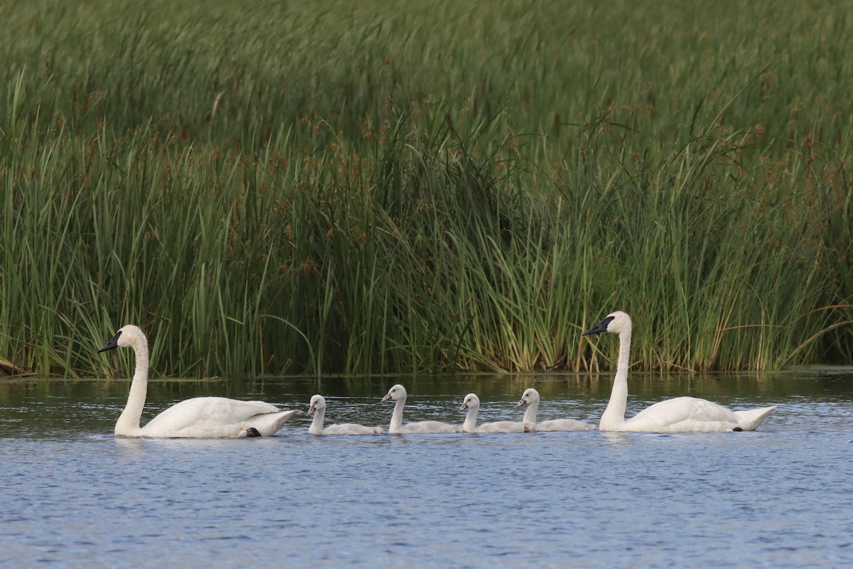 Trumpeter Swan - ML623858016