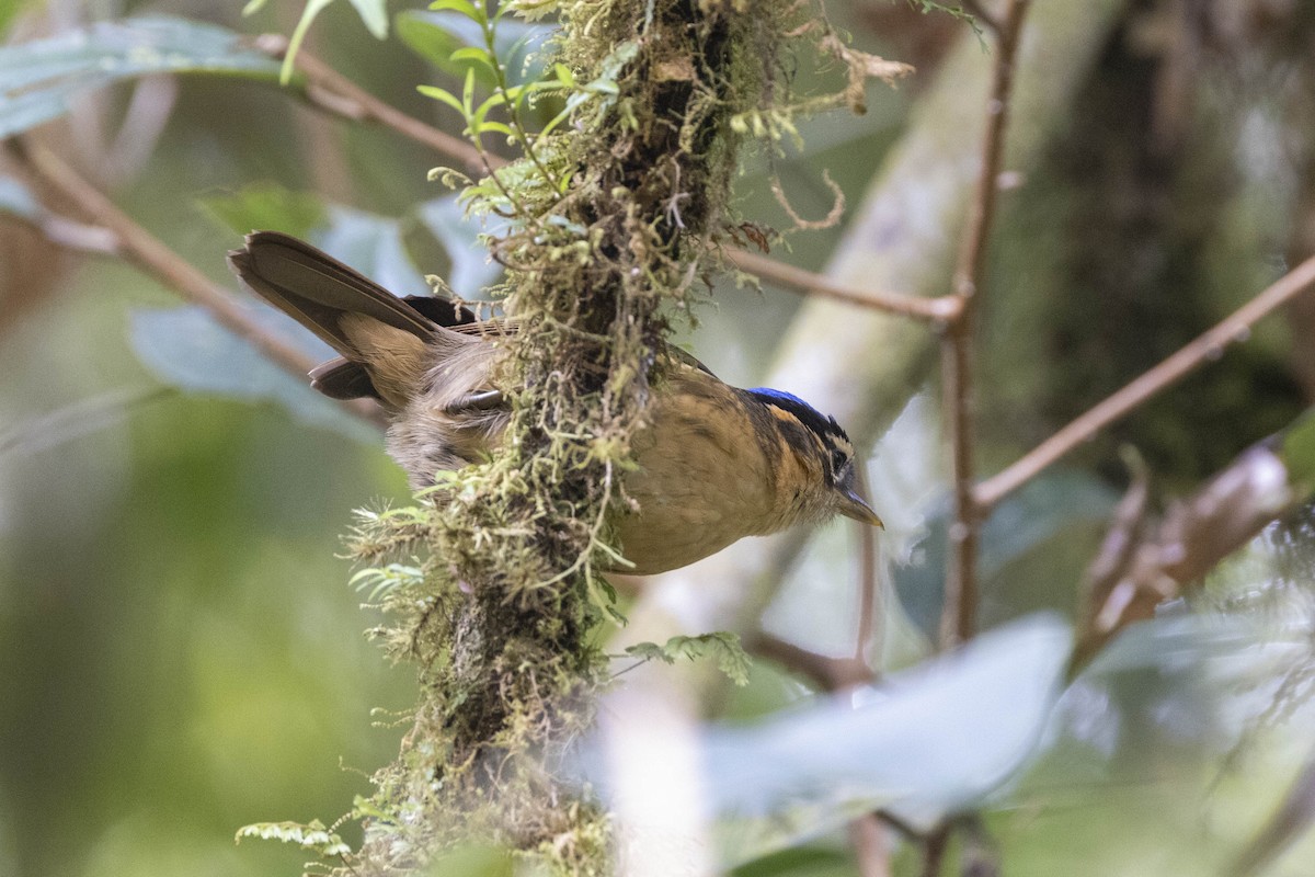 Blue-capped Ifrita - ML623858028