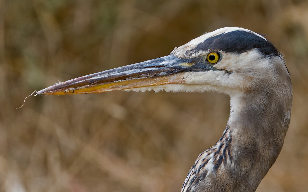 Garza Azulada - ML623858116