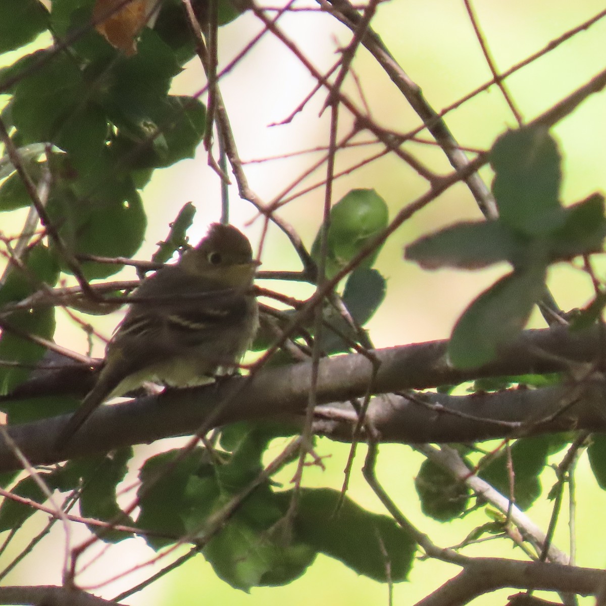 Western Flycatcher - ML623858141