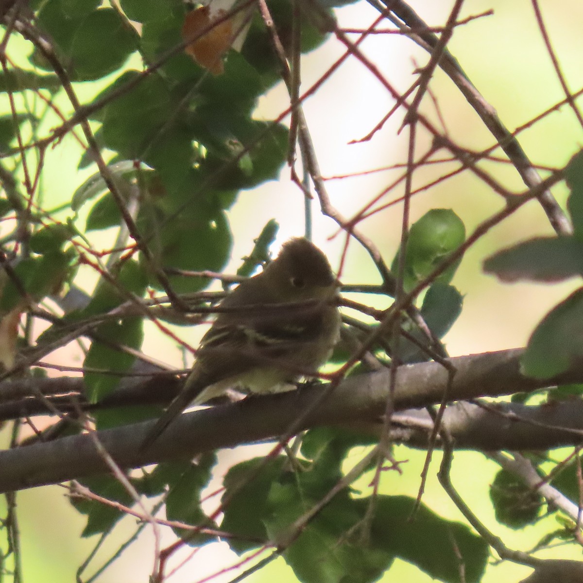 Western Flycatcher - ML623858142