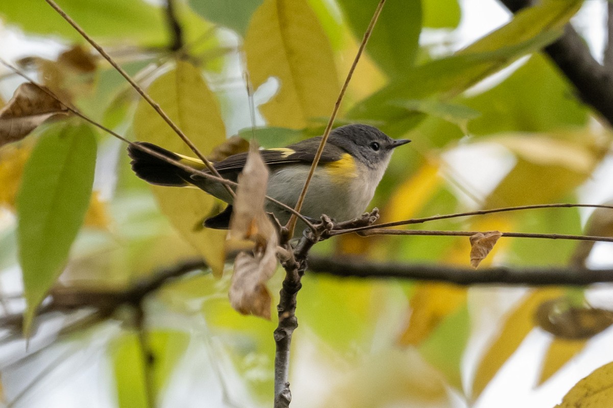 American Redstart - ML623858144