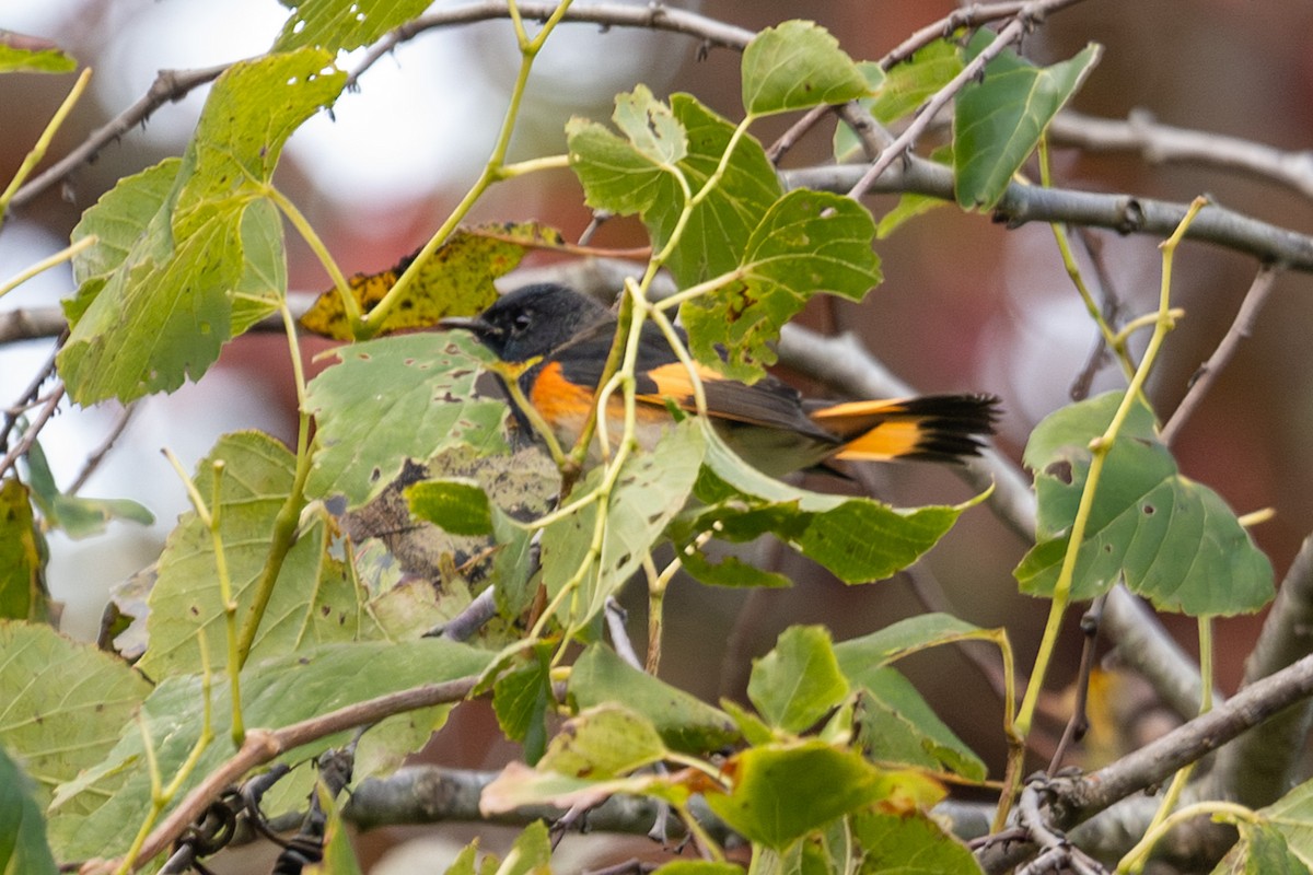 American Redstart - ML623858162