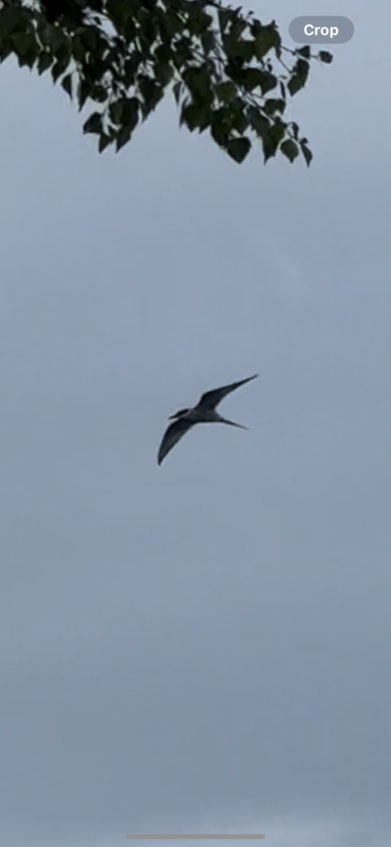 Arctic Tern - ML623858186
