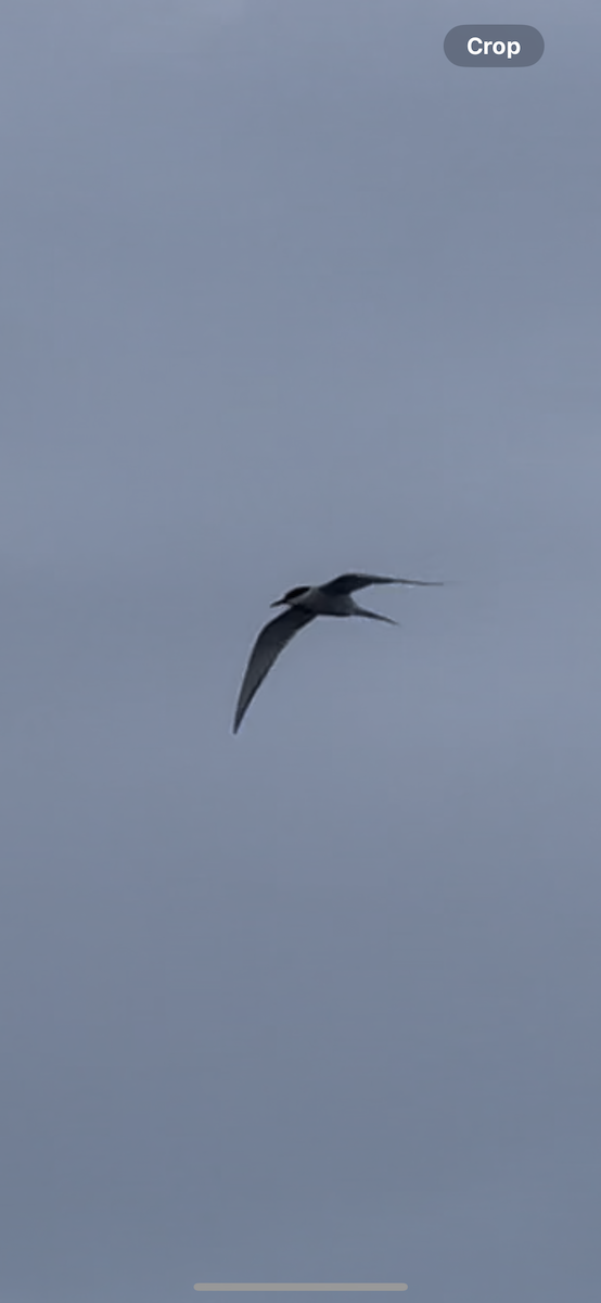 Arctic Tern - ML623858187