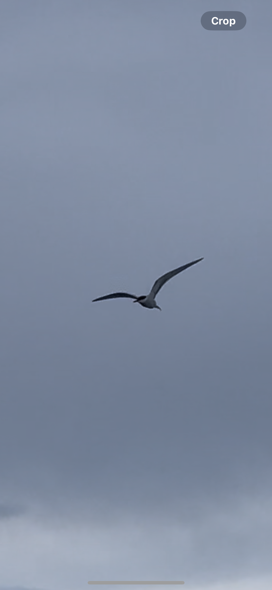 Arctic Tern - ML623858188
