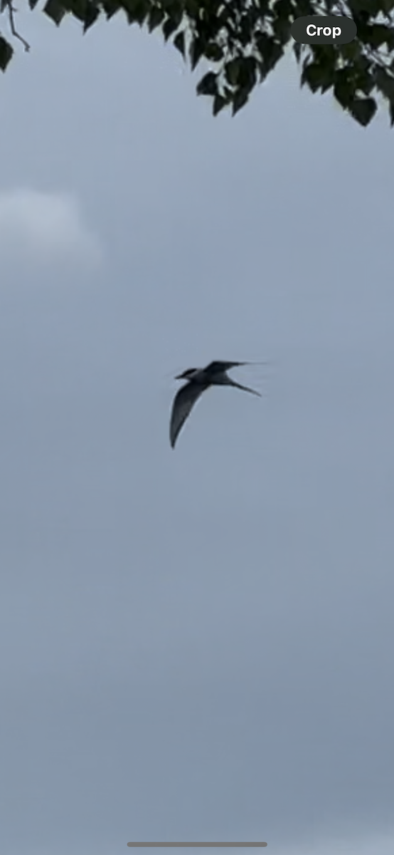 Arctic Tern - ML623858189