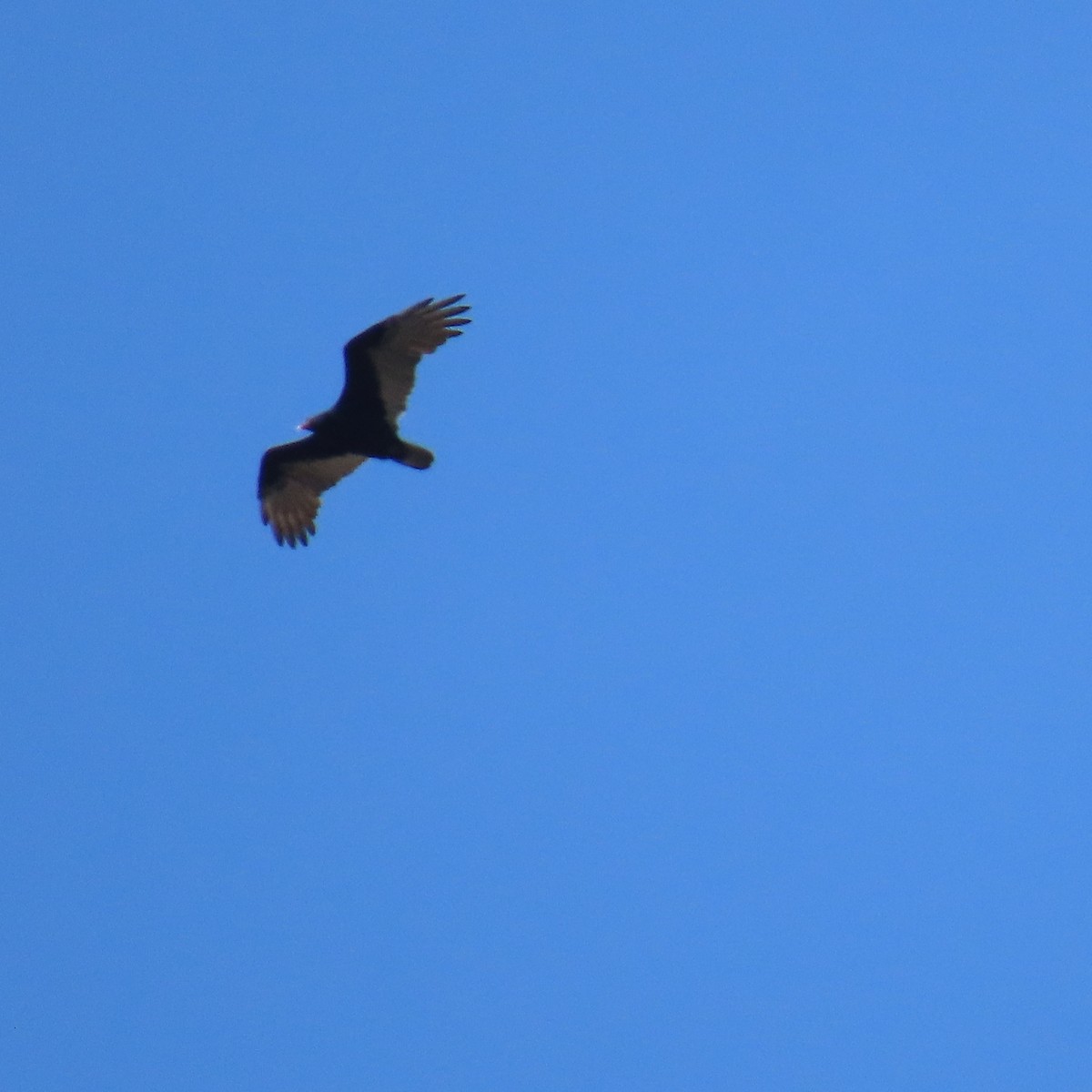 Turkey Vulture - ML623858198