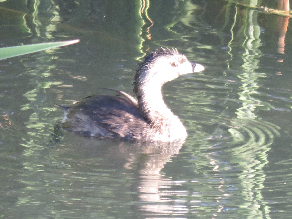 Pied-billed Grebe - ML623858209