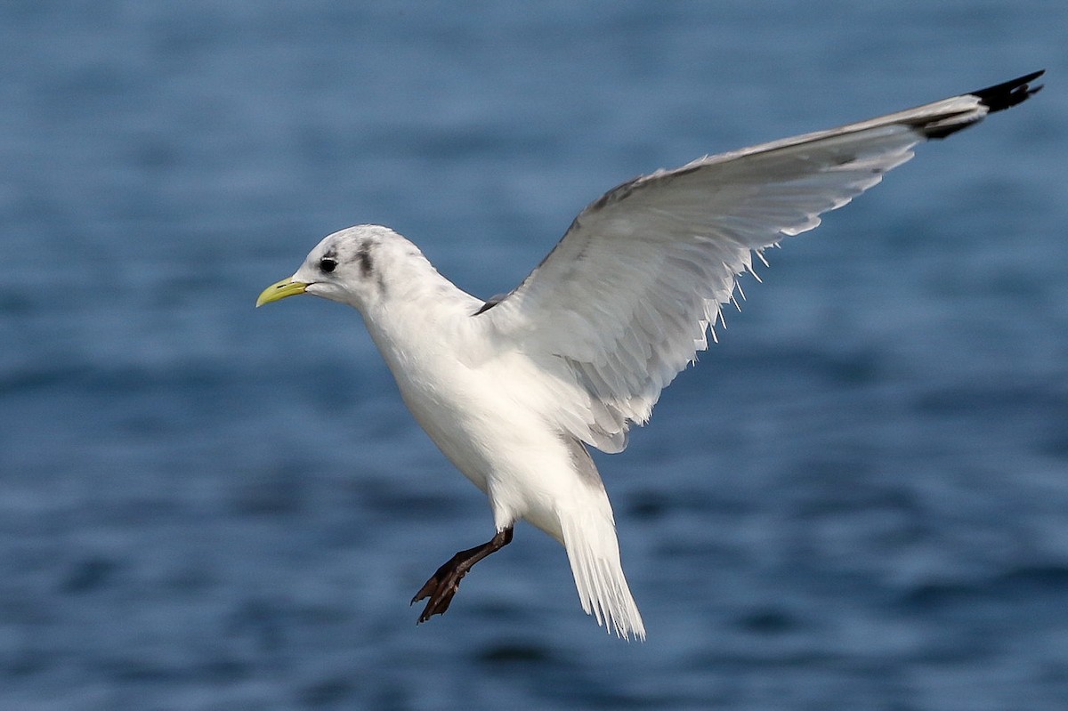 Black-legged Kittiwake - ML623858216