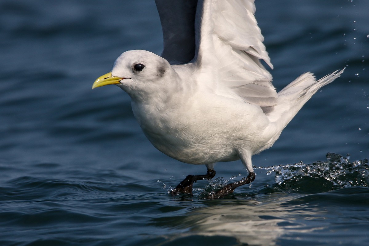 Mouette tridactyle - ML623858217