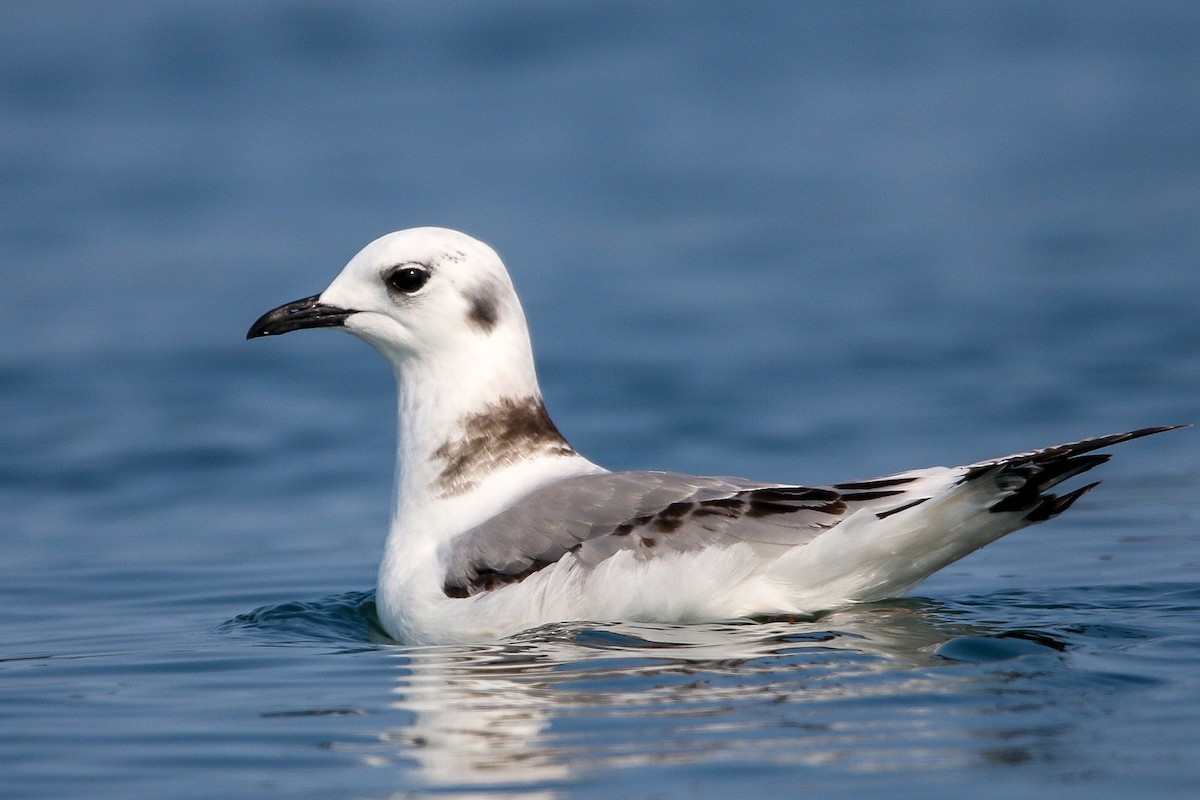 Black-legged Kittiwake - ML623858218