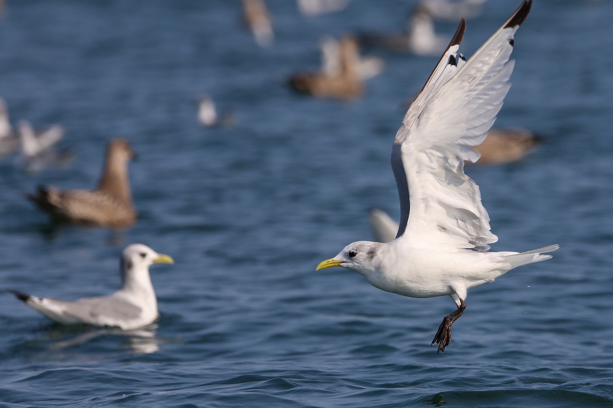 Black-legged Kittiwake - ML623858219