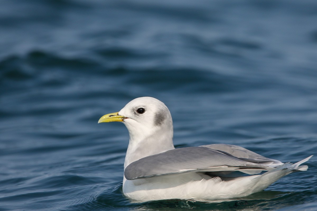 Mouette tridactyle - ML623858221