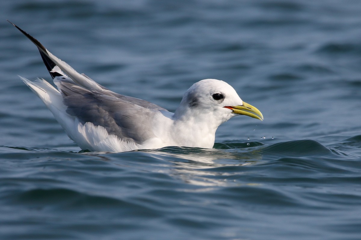 Black-legged Kittiwake - Alex Marine