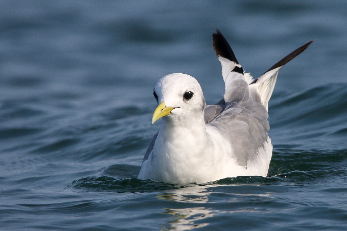 Mouette tridactyle - ML623858223