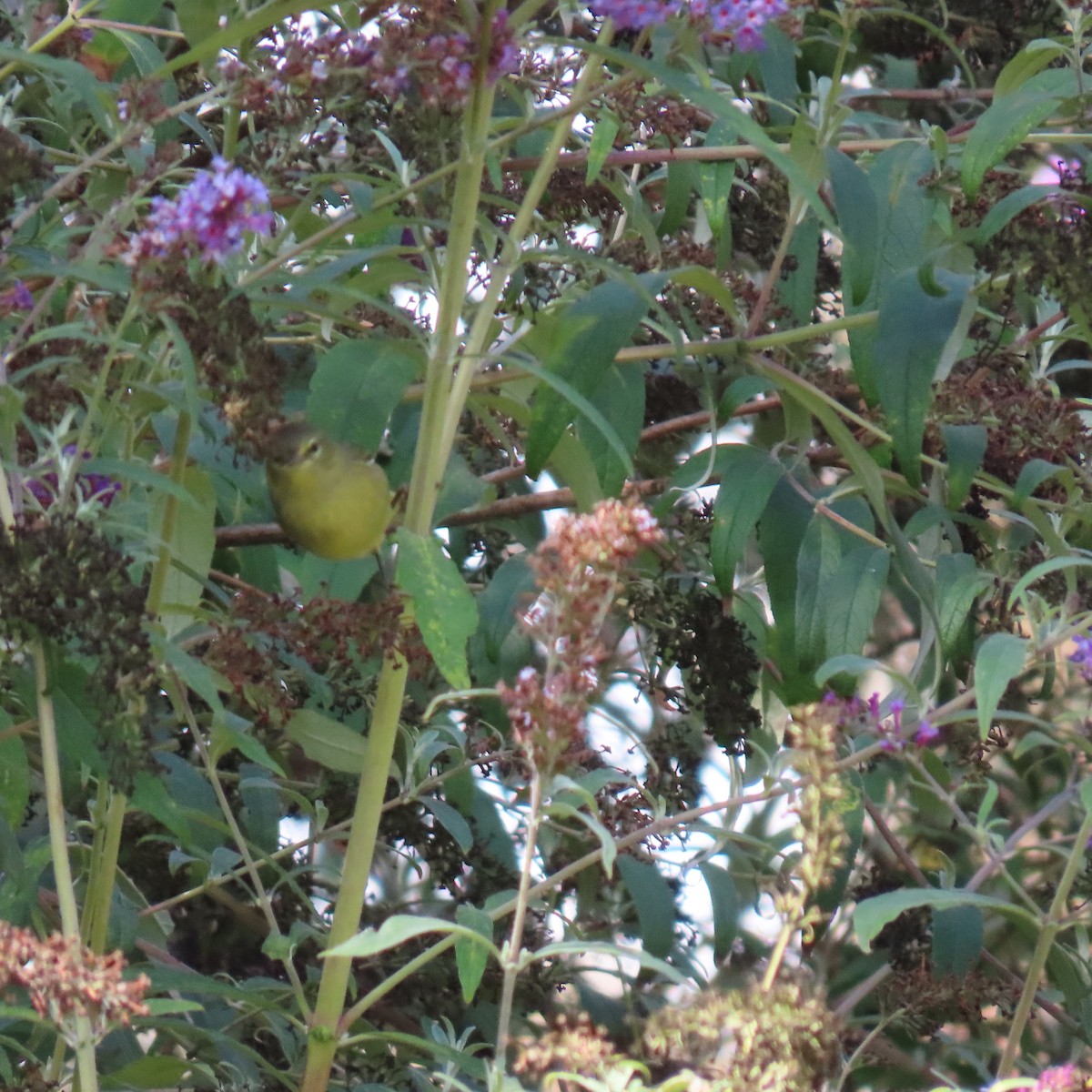 Orange-crowned Warbler - ML623858235