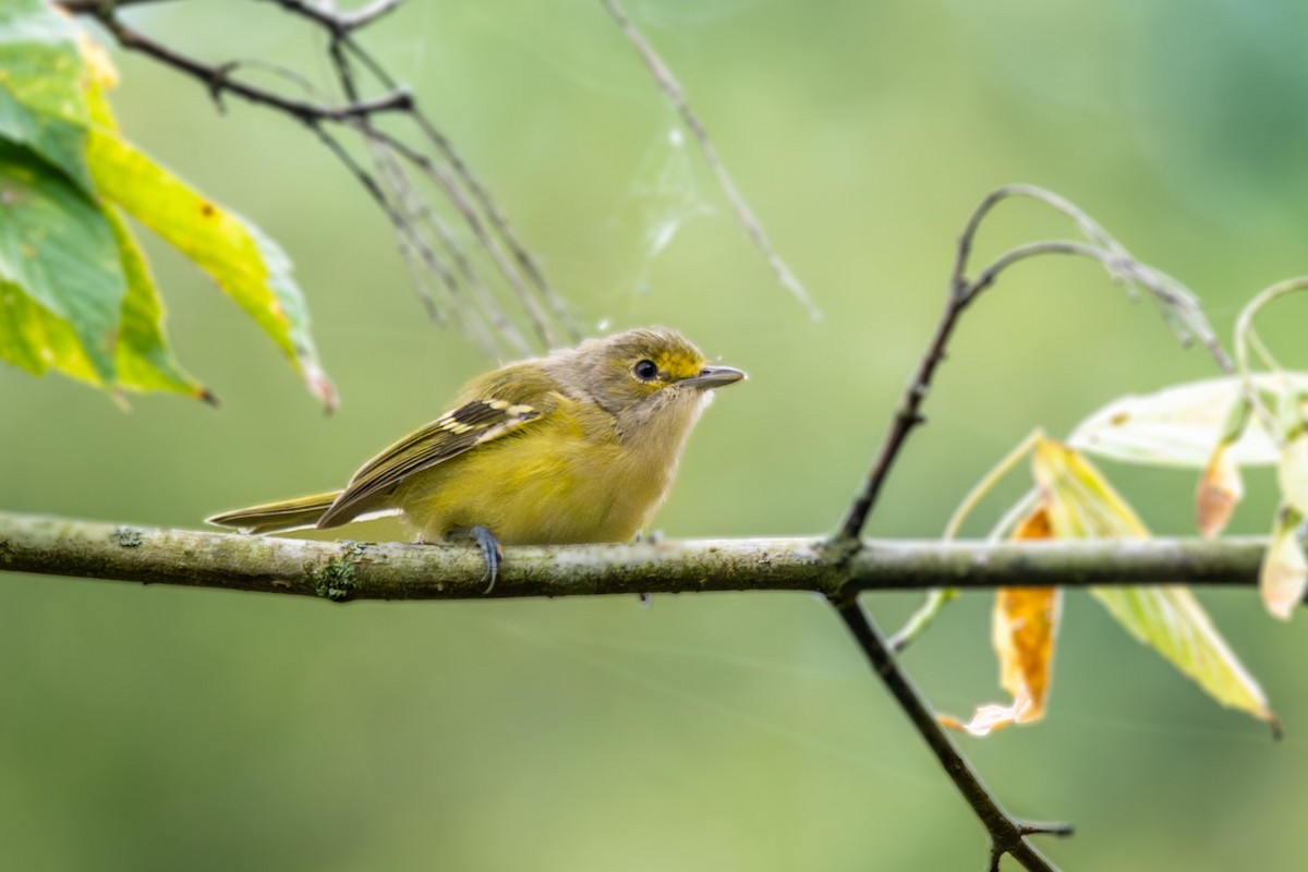 White-eyed Vireo - ML623858244