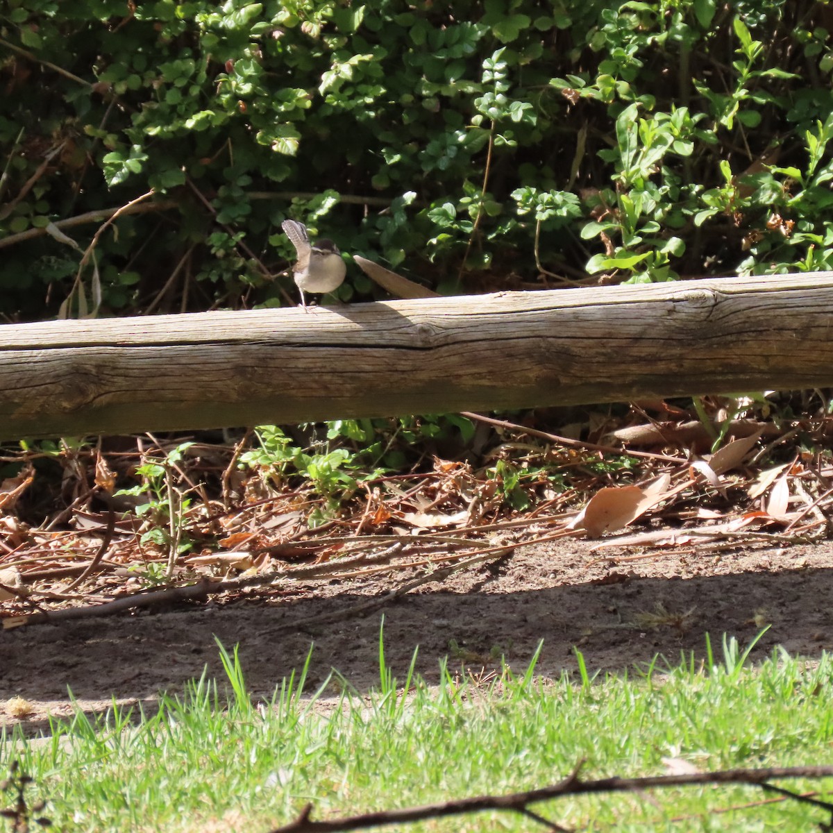 Bewick's Wren - ML623858259