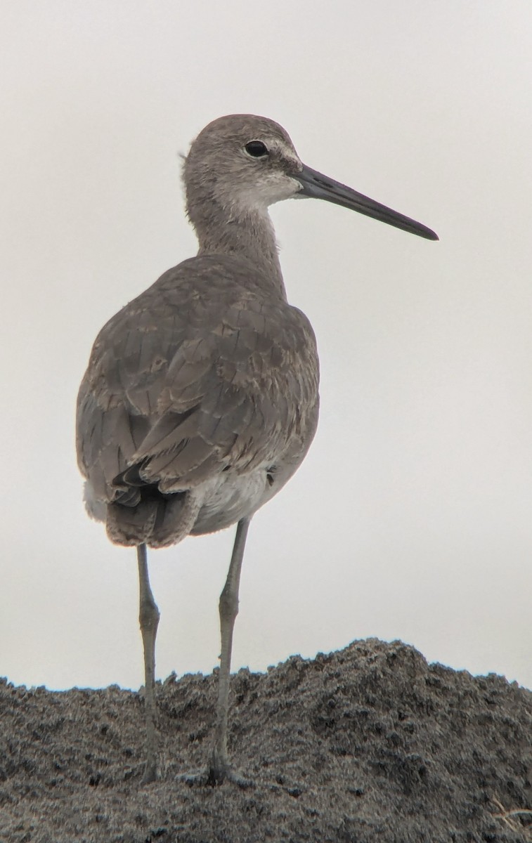 Willet (Western) - ML623858265