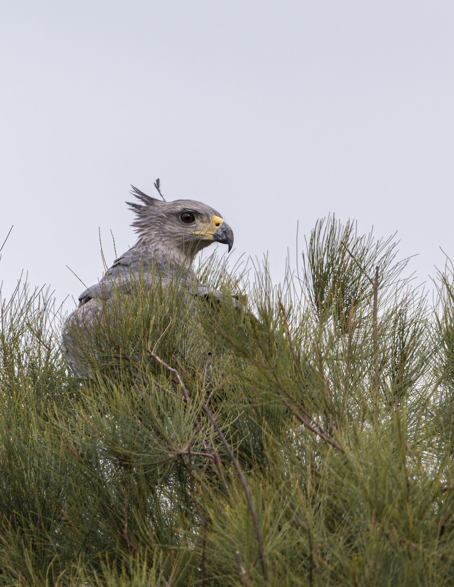 Chaco Eagle - ML623858279