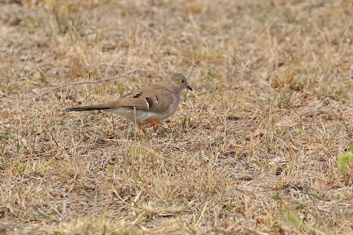 Long-tailed Ground Dove - ML623858287