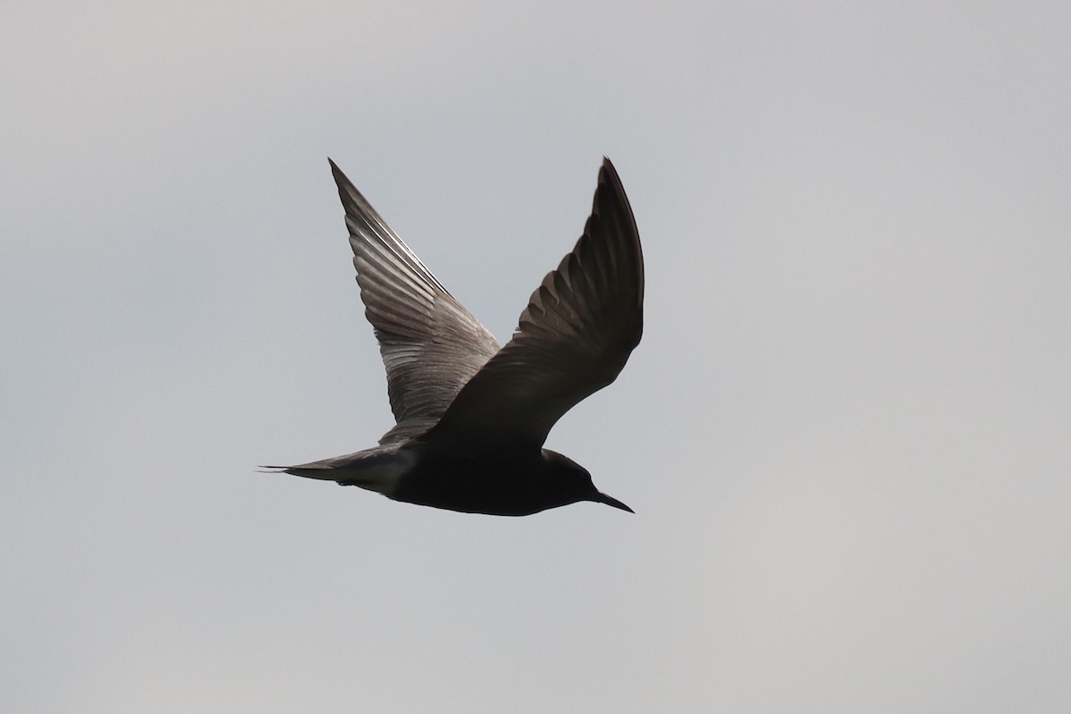 Black Tern - Katharine Spencer