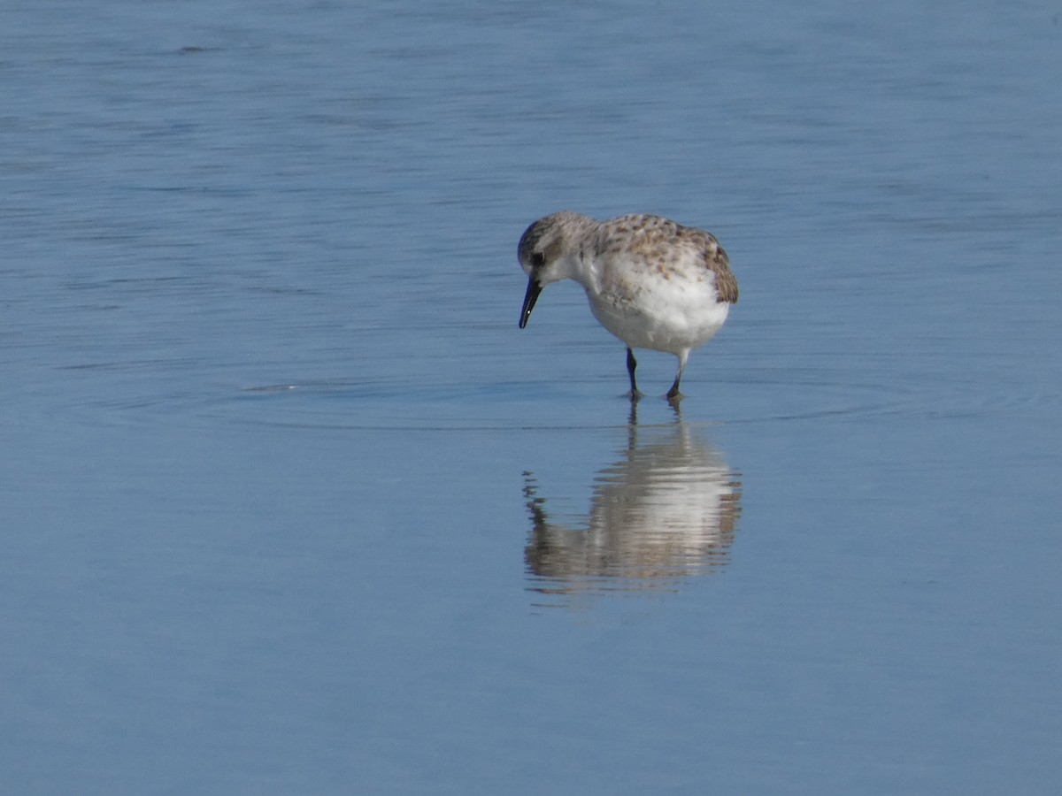 Red-necked Stint - ML623858305