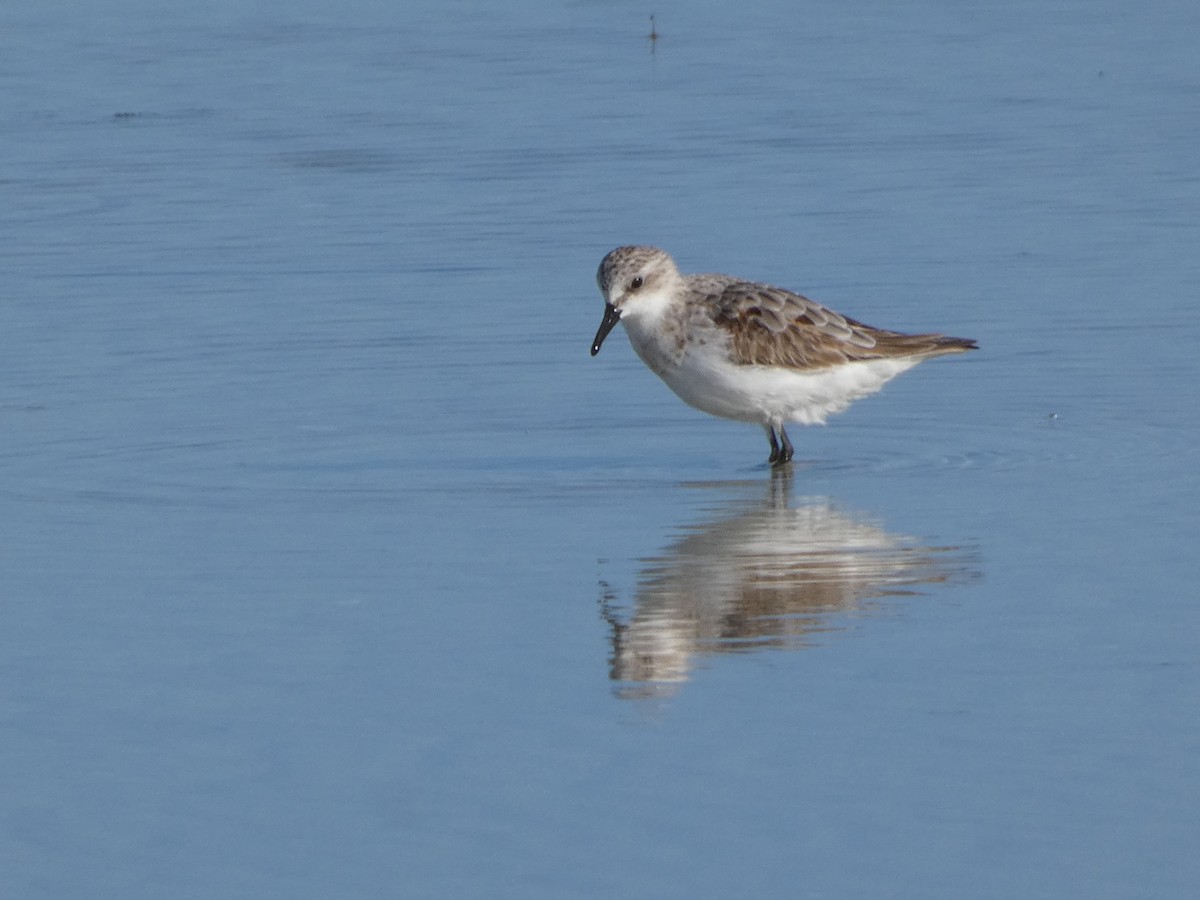 Red-necked Stint - ML623858306