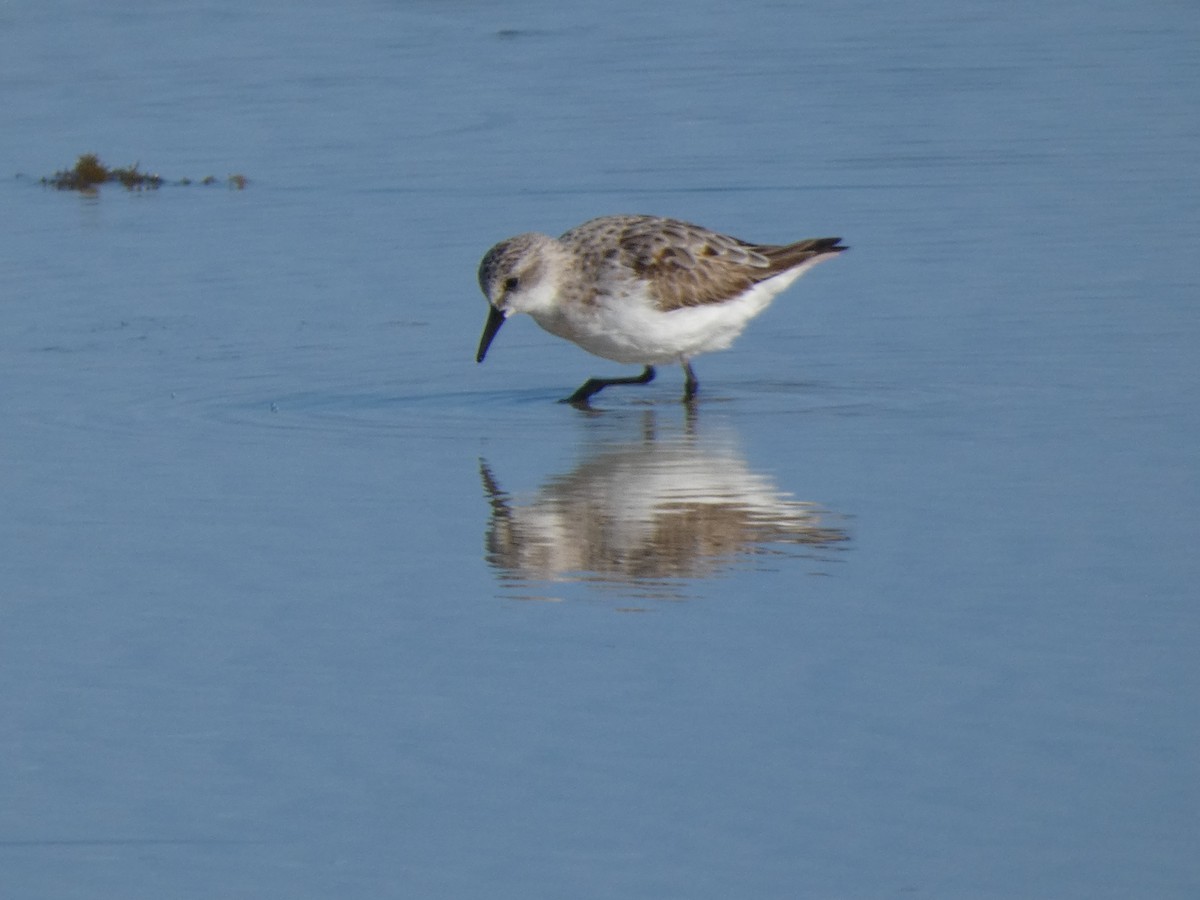 Red-necked Stint - ML623858334