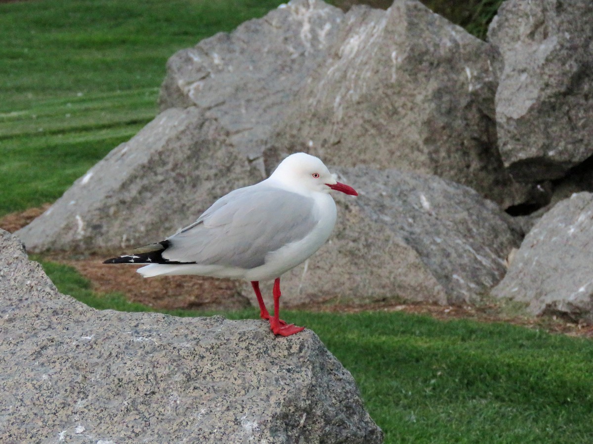 Silver Gull (Silver) - ML623858354