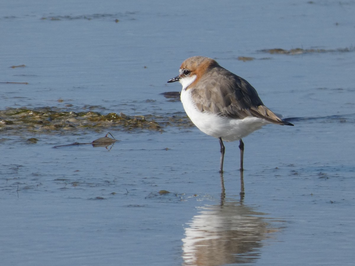 Red-capped Plover - Eneko Azkue