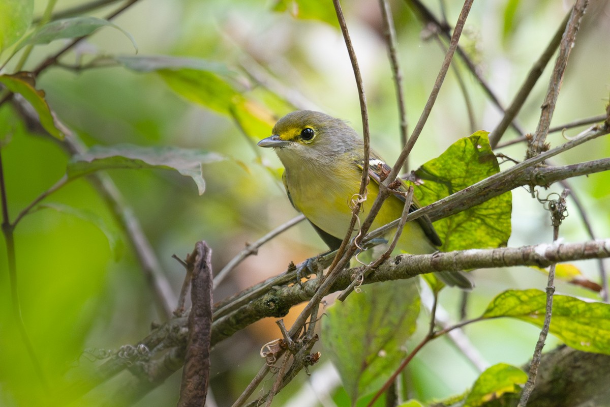 Yellow-throated Vireo - ML623858368