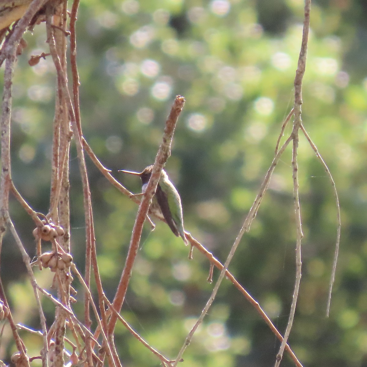 ub. kolibri (Trochilidae sp.) - ML623858369