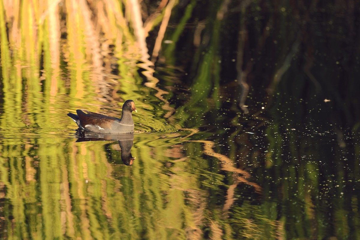 Common Gallinule - ML623858370